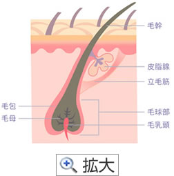 毛根解説画像１